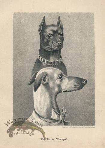 1890s Dogs 11